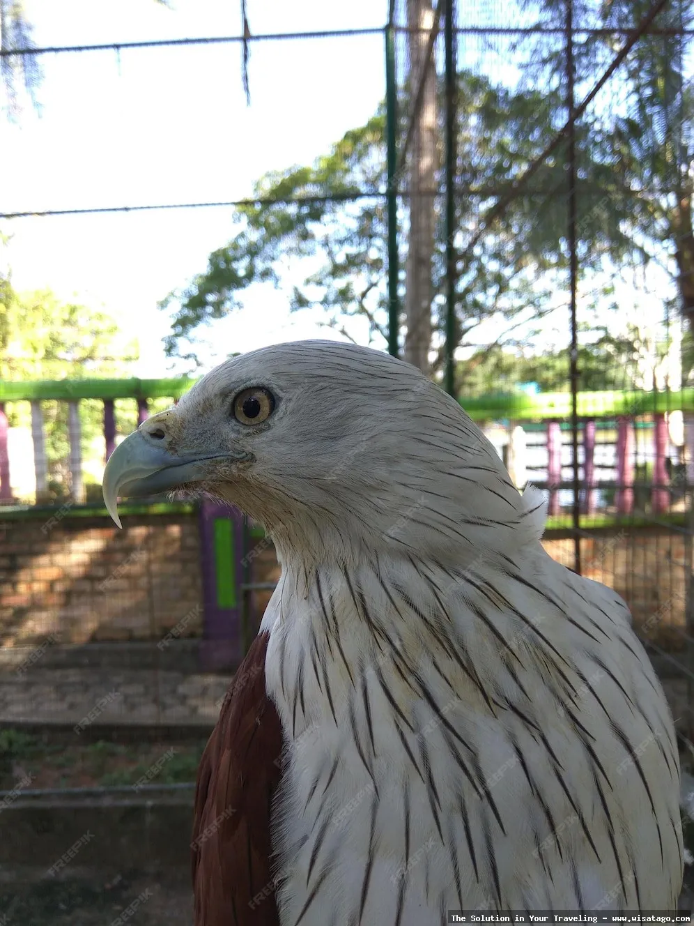 Mini Zoo Kijang, koleksi satwa menarik