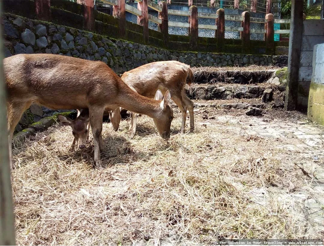 Mini Zoo Kijang, koleksi satwa menarik