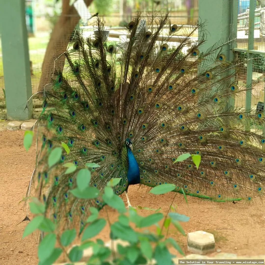 Mini Zoo Kijang, satwa yang menarik.