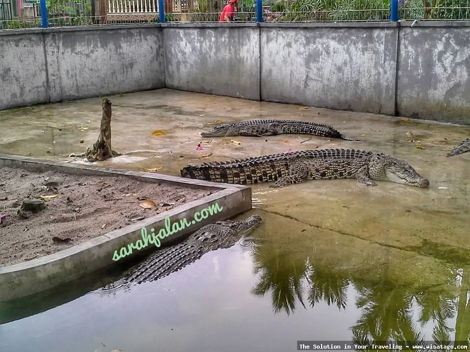 Mini Zoo Kijang, koleksi satwa unik.