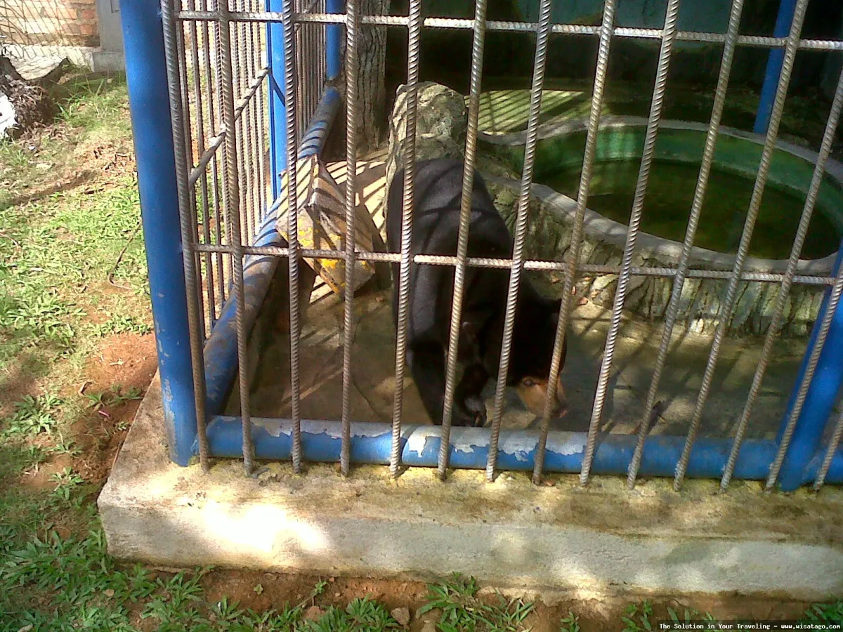 Mini Zoo KInjang: koleksi satwa menarik