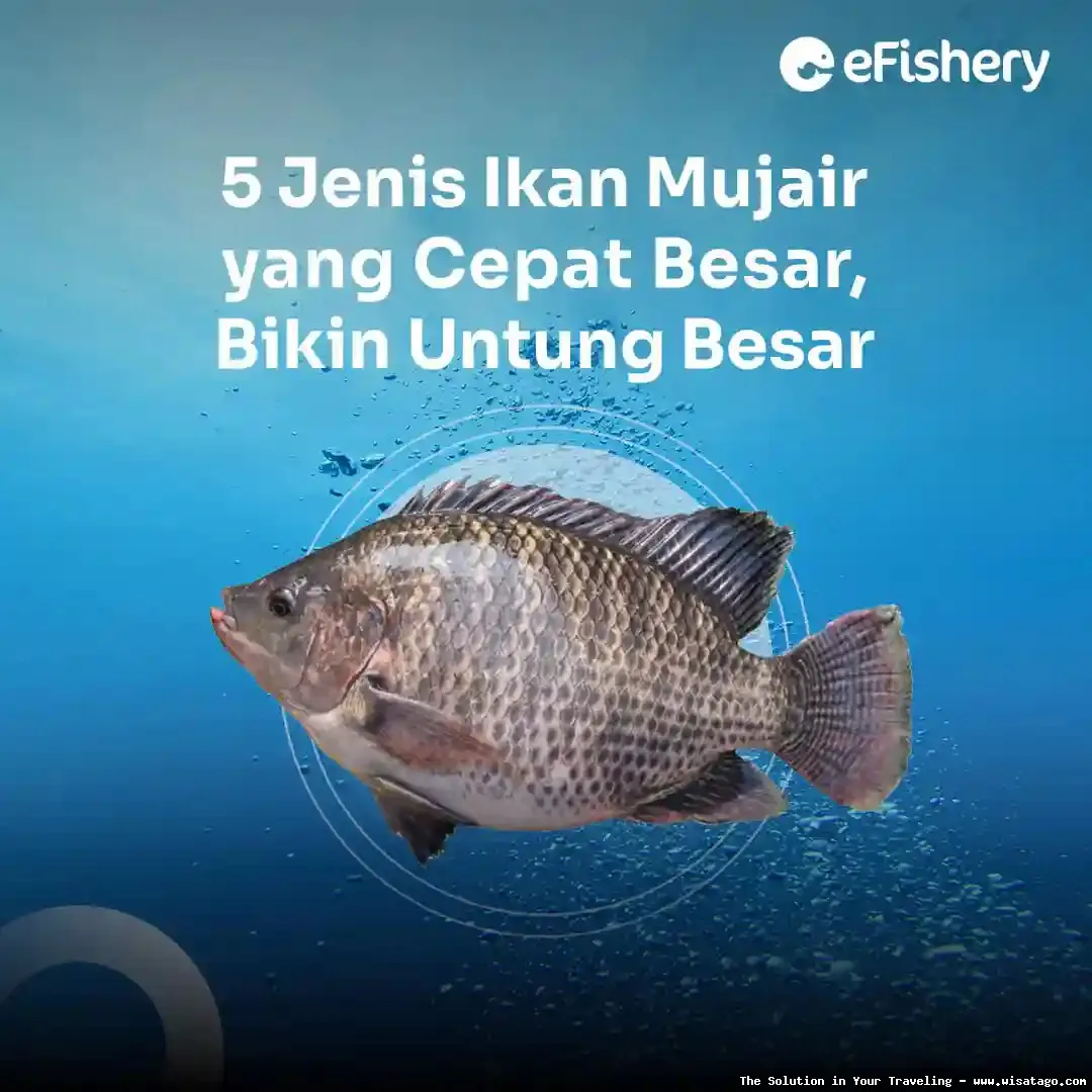 Ikan Mujair segar siap diolah