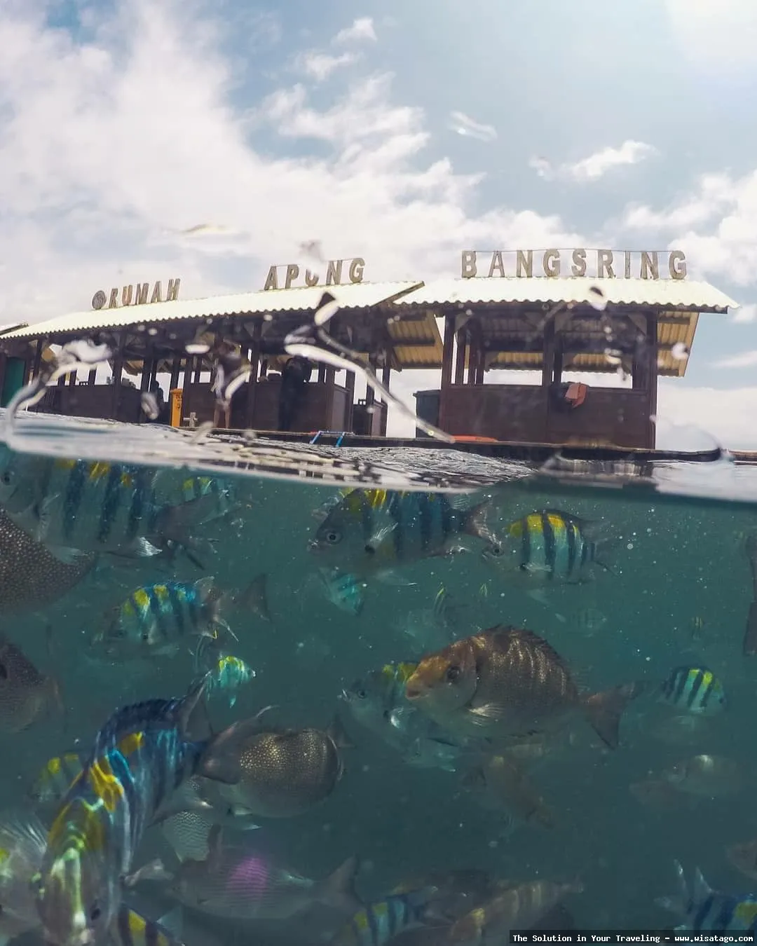 Pantai Bangsring: keindahan bawah laut