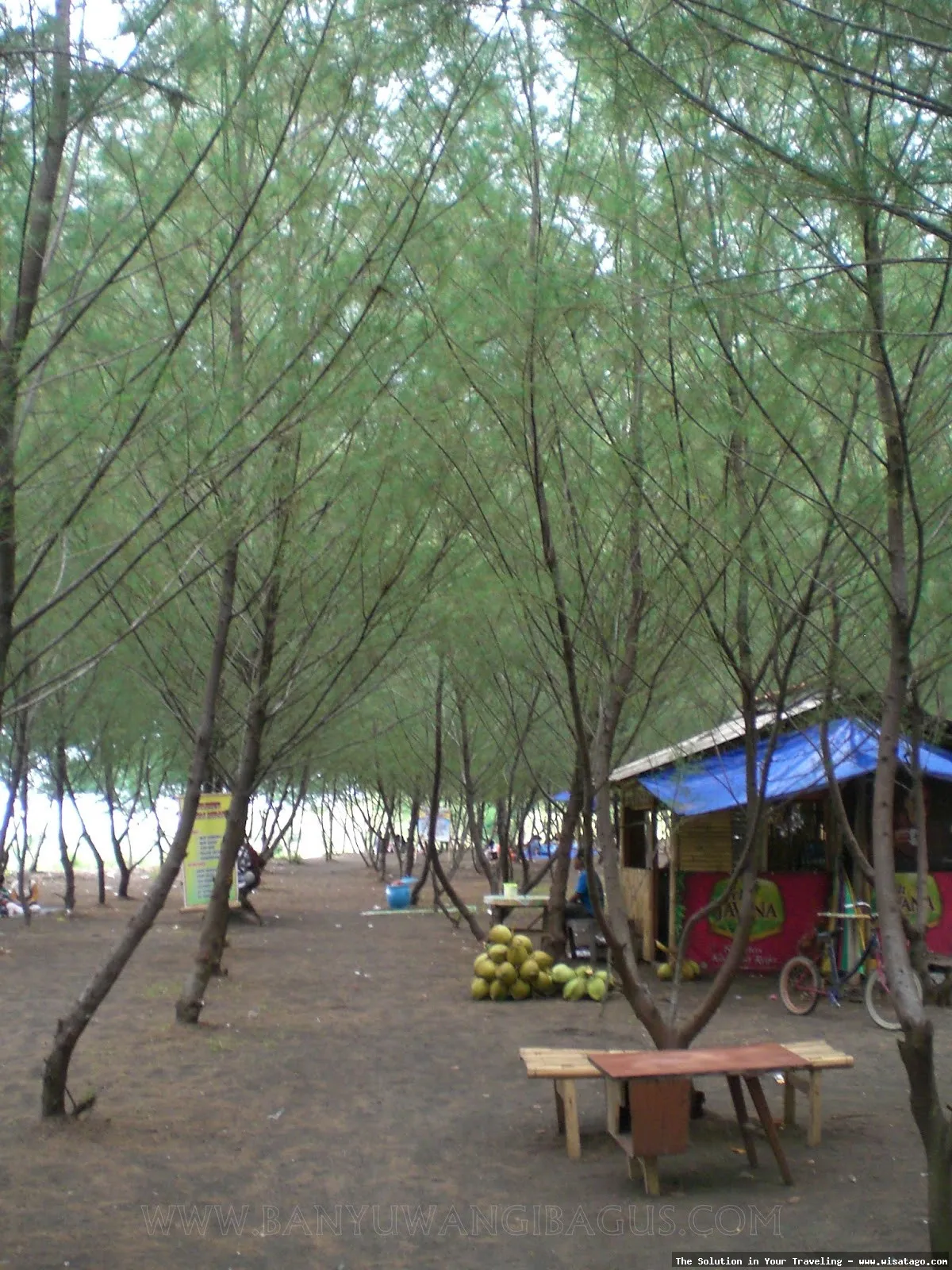 Pantai Cemara Banyuwangi, pesona alam.