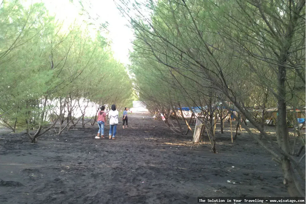 Pantai Cemara Banyuwangi, keindahan alami pesisir