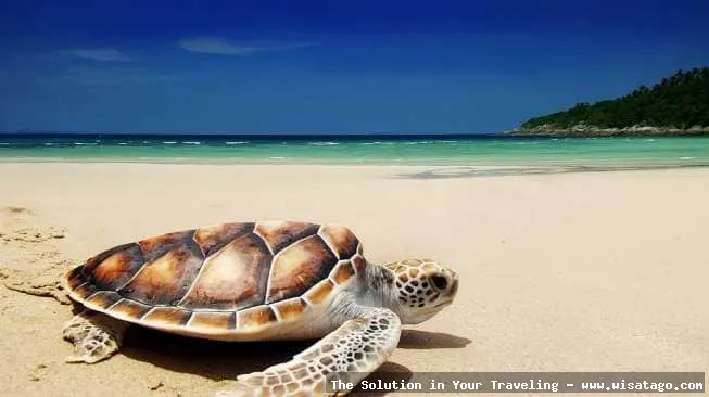 Pantai Penyu, pasir putih menawan
