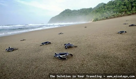Pantai Sukamade, keindahan alam memukau