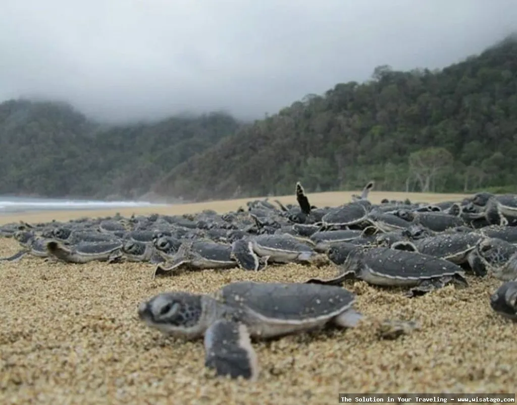 Pantai Sukamade, surga penyu bertelur