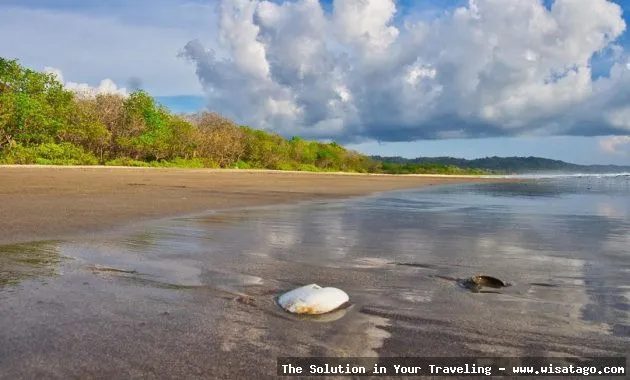 Pantai Trianggulasi: keindahan pesisir Pacitan
