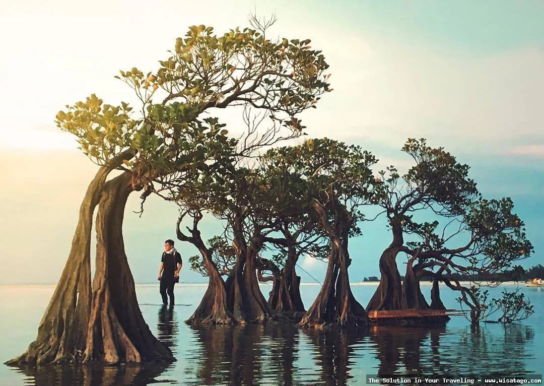 Pantai Walakiri: siluet pohon menari.