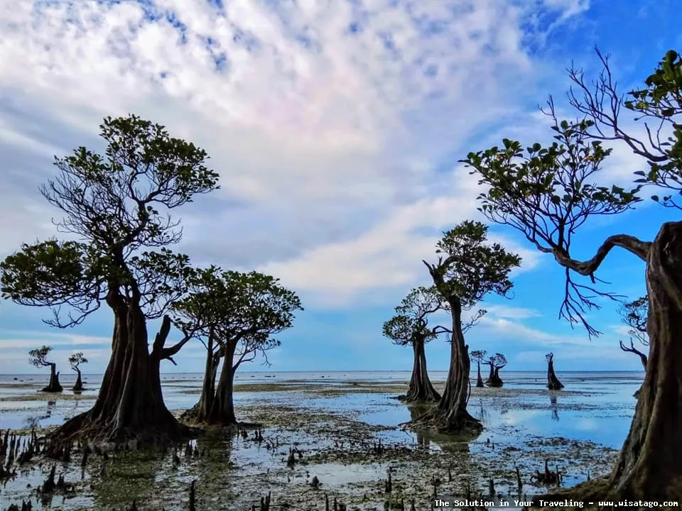 Pantai Walakiri: siluet pohon menari.