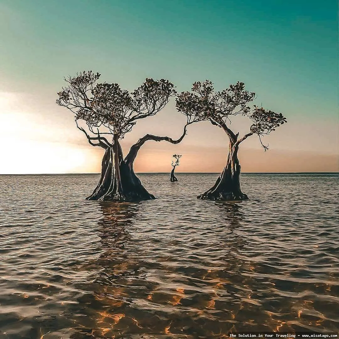 Pantai Walakiri, lanskap pohon menari
