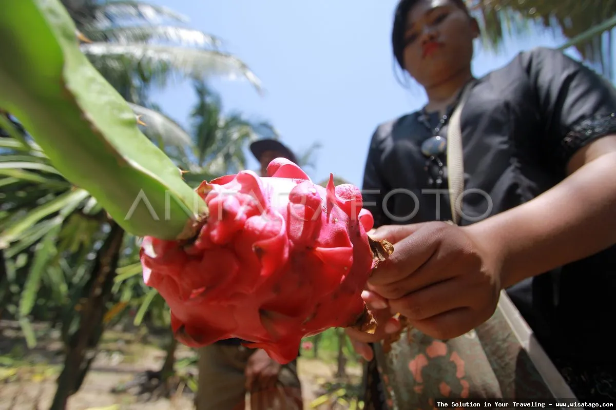 Perkebunan Buah Naga Zore yang subur