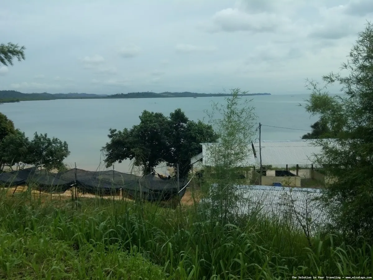 Perkebunan Buah Naga Zore yang subur.