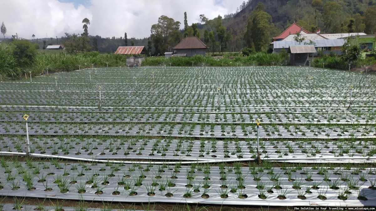 Perkebunan Buah Naga Zore yang subur