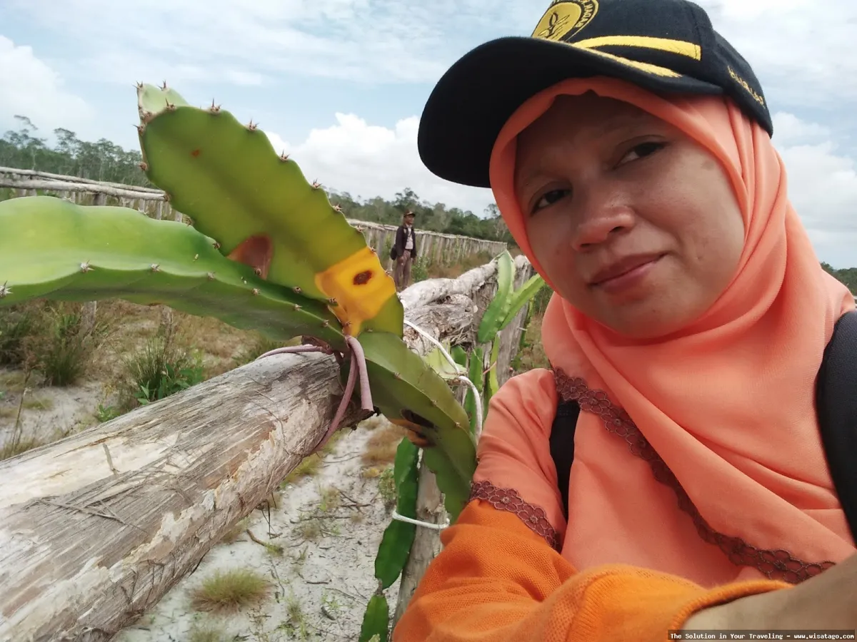 Perkebunan Buah Naga Zore yang subur