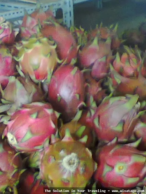Perkebunan Buah Naga Zore yang subur