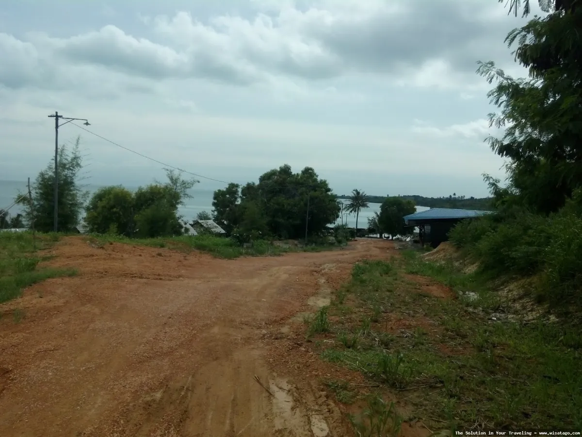 Perkebunan Buah Naga Zore yang subur