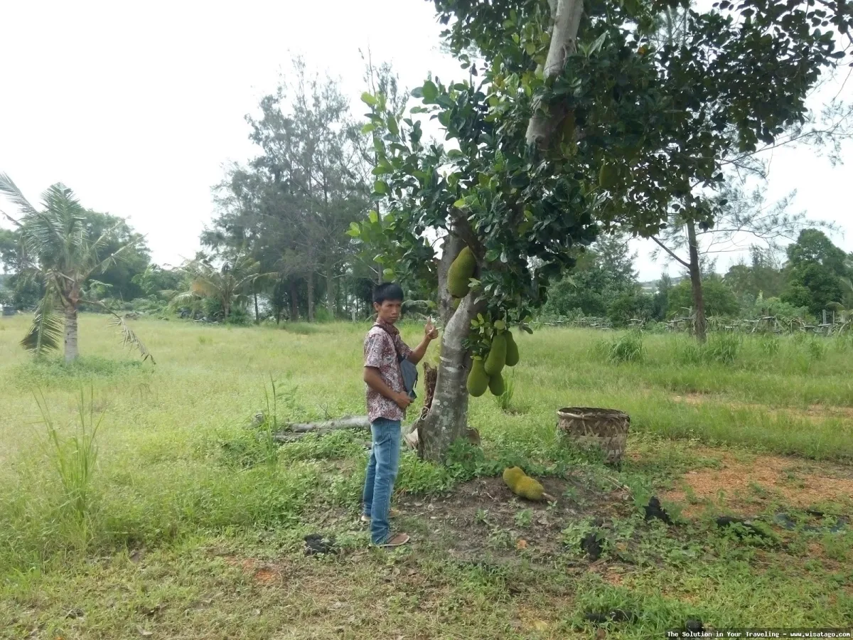 Perkebunan Buah Naga Zore yang subur