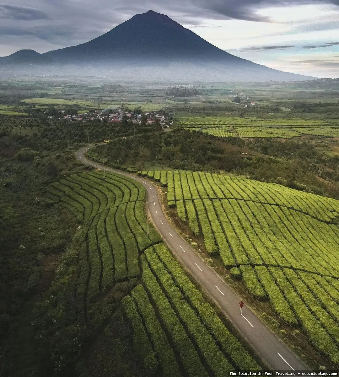 Perkebunan Teh Kayu Aro: Tips, Harga Tiket, Kuliner, Lokasi, Fasilitas dan Spot Perkebunan Teh Kayu Aro: Tips, Harga Tiket, Kuliner, Lokasi, Fasilitas dan Spot