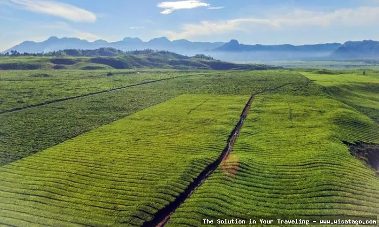 Perkebunan Teh Kayu Aro nan hijau