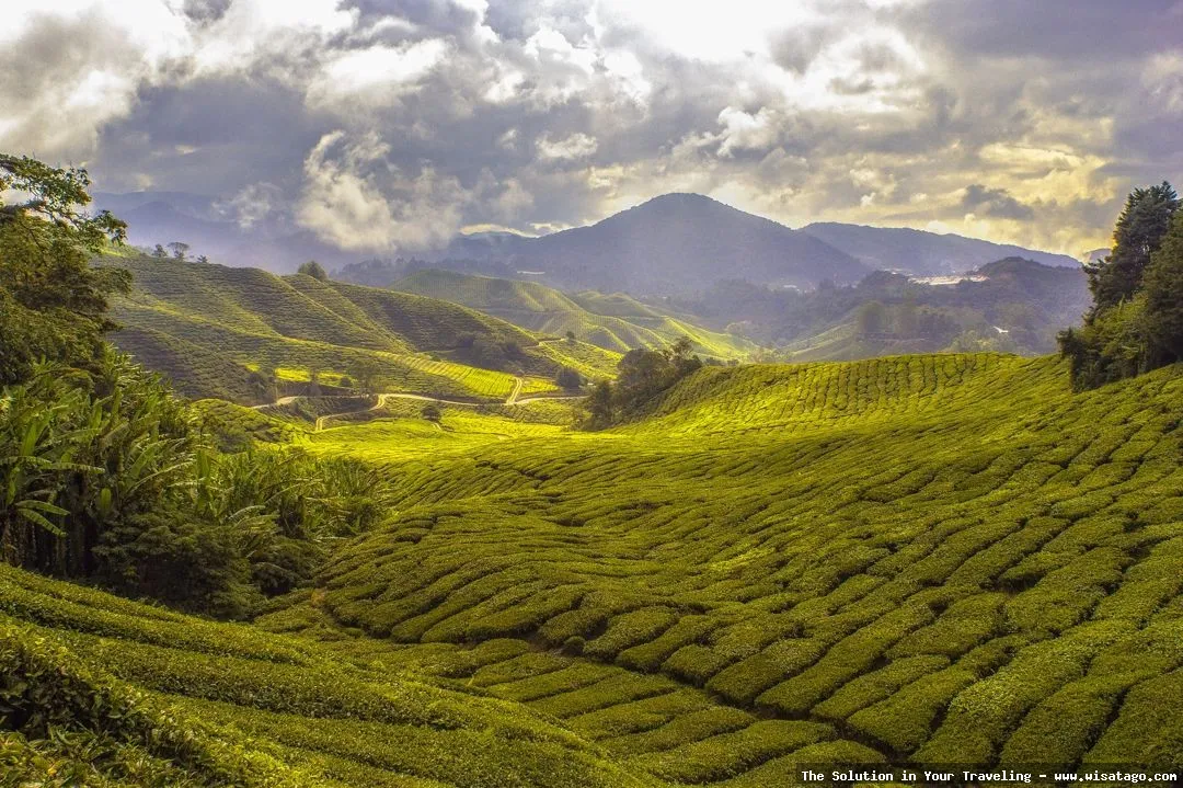 Perkebunan Teh Kayu Aro yang hijau
