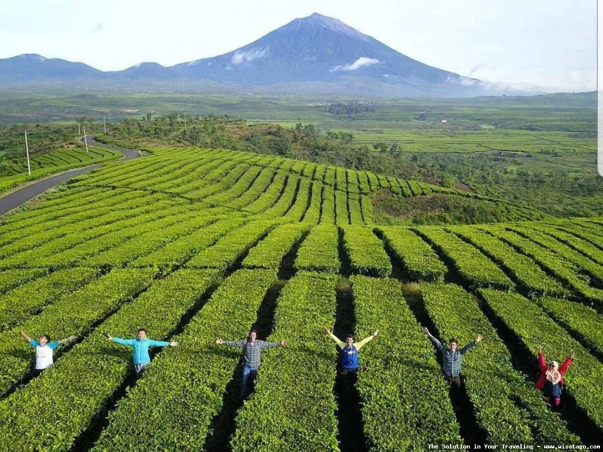 Perkebunan Teh Kayu Aro nan hijau