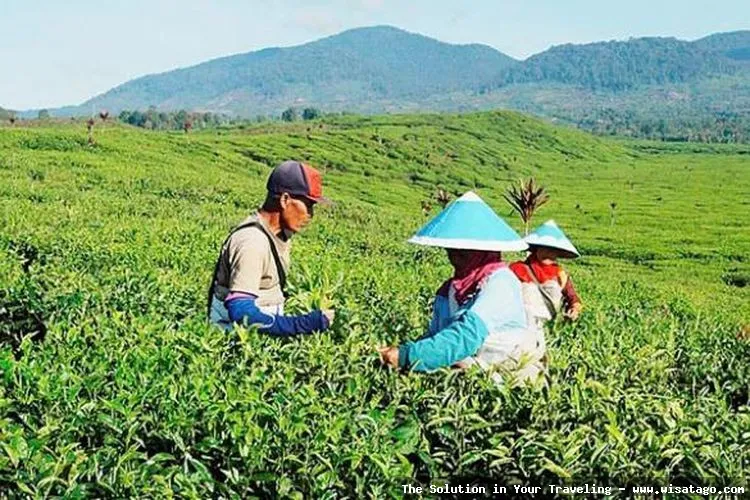 Perkebunan Teh Kayu Aro nan hijau