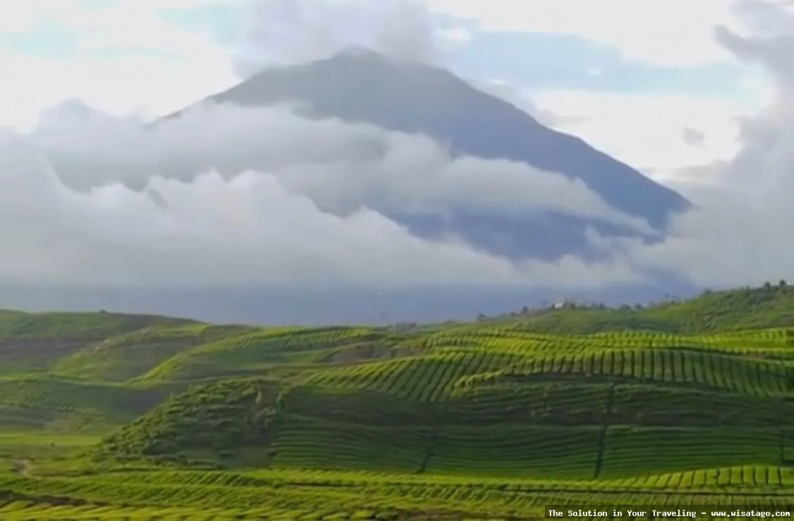 Perkebunan Teh Kayu Aro yang hijau
