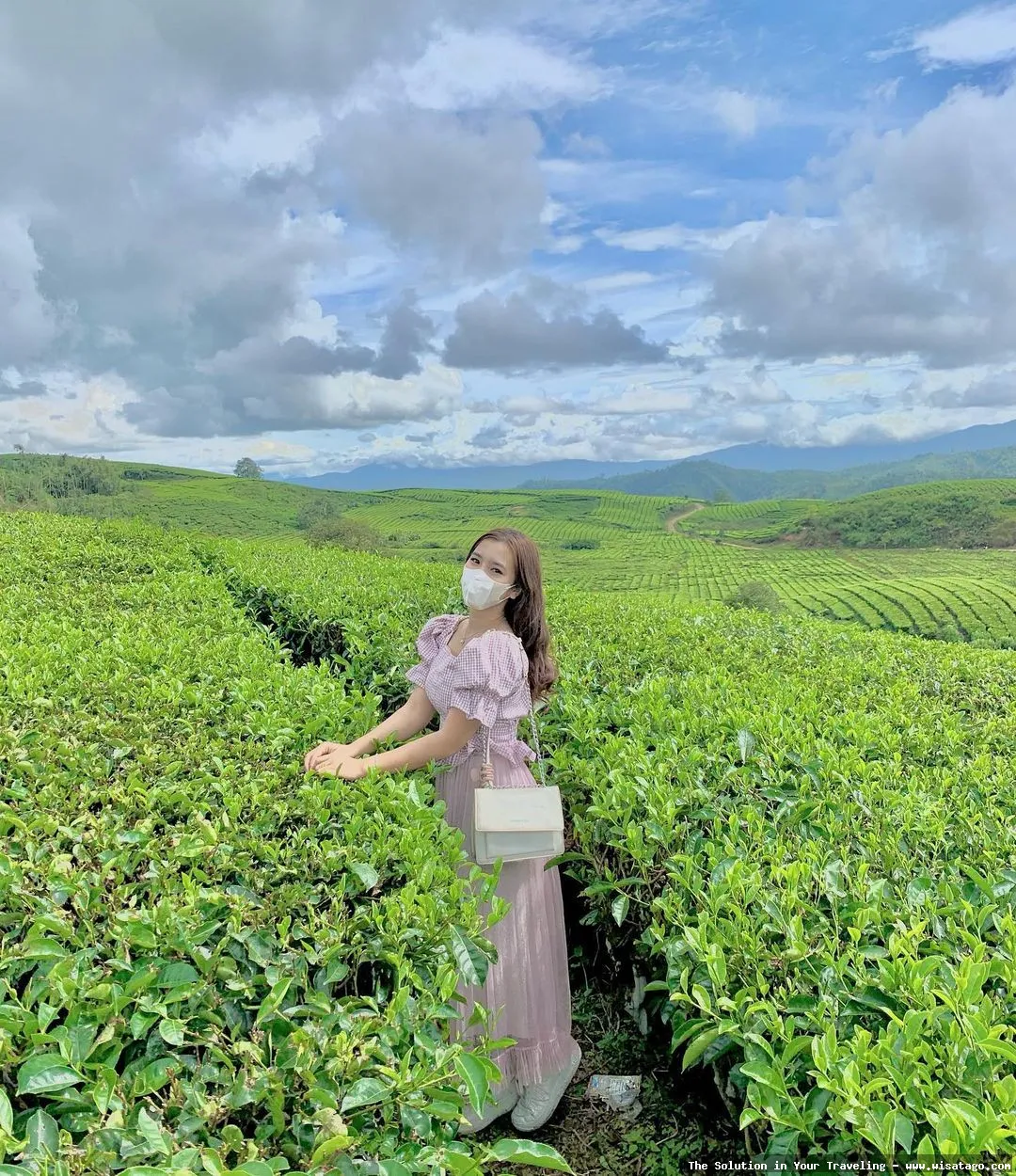 Perkebunan Teh Kayu Aro nan hijau