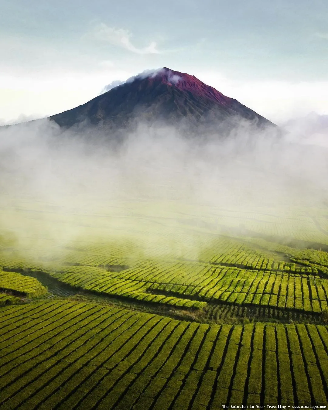 Perkebunan Teh Kayu Aro nan hijau