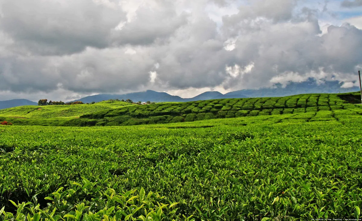Perkebunan Teh Kayu Aro yang hijau