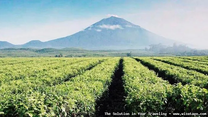 Perkebunan Teh Kayu Aro yang indah