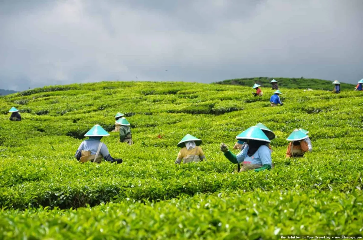 Perkebunan Teh Kayu Aro yang indah