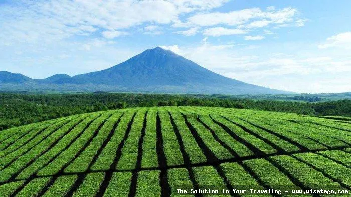 Perkebunan Teh Kayu Aro nan hijau