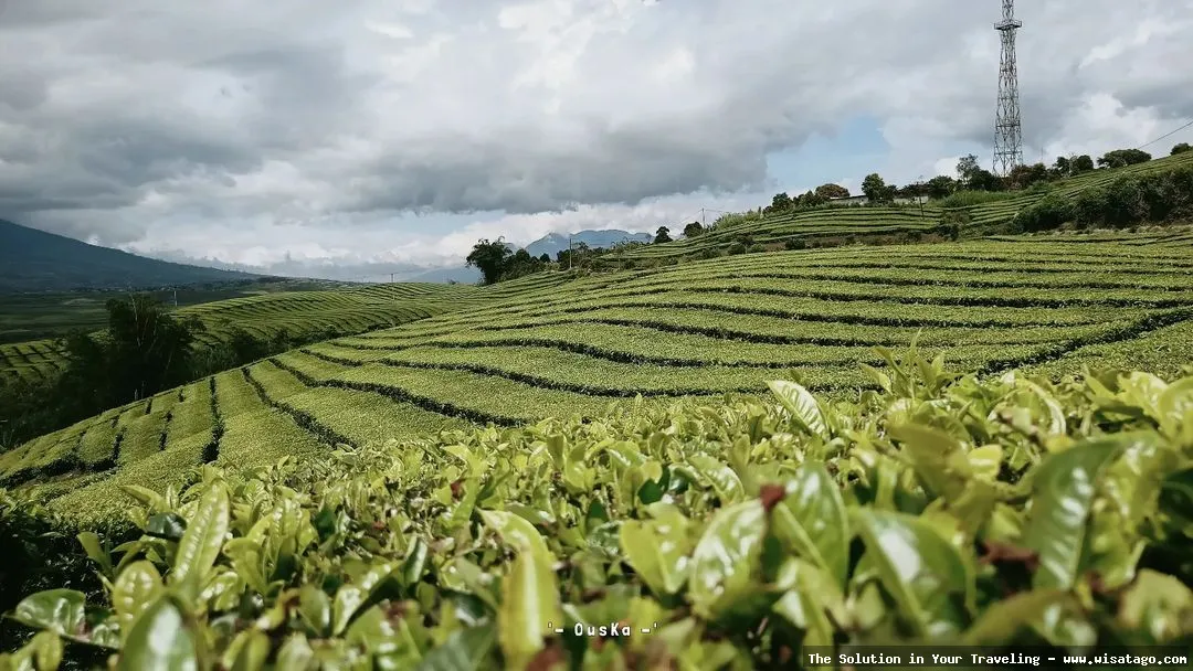 Perkebunan Teh Kayu Aro nan hijau
