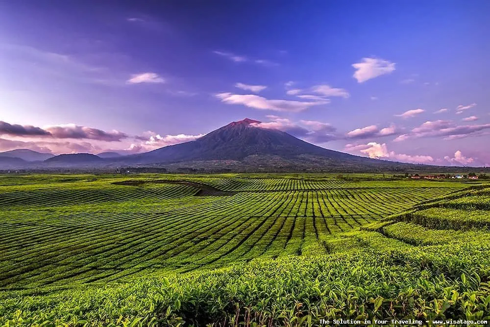 Perkebunan Teh Kayu Aro nan hijau