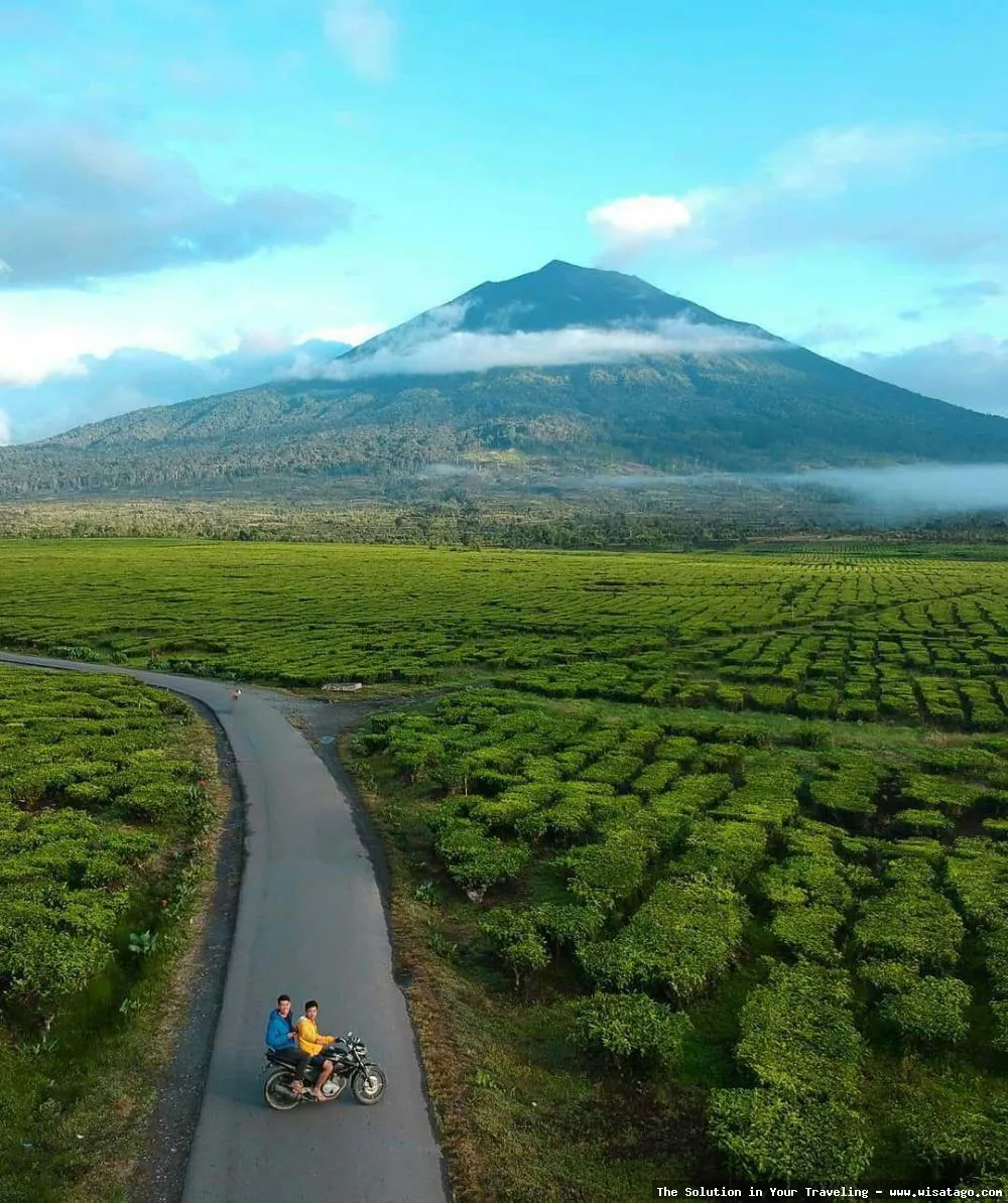Perkebunan Teh Kayu Aro yang hijau
