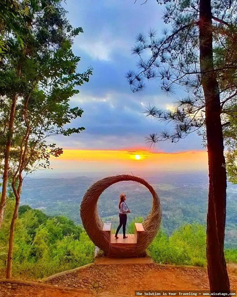 Puncak Becici, pemandangan hutan pinus