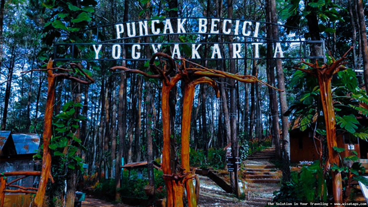 Puncak Becici: pemandangan hutan pinus