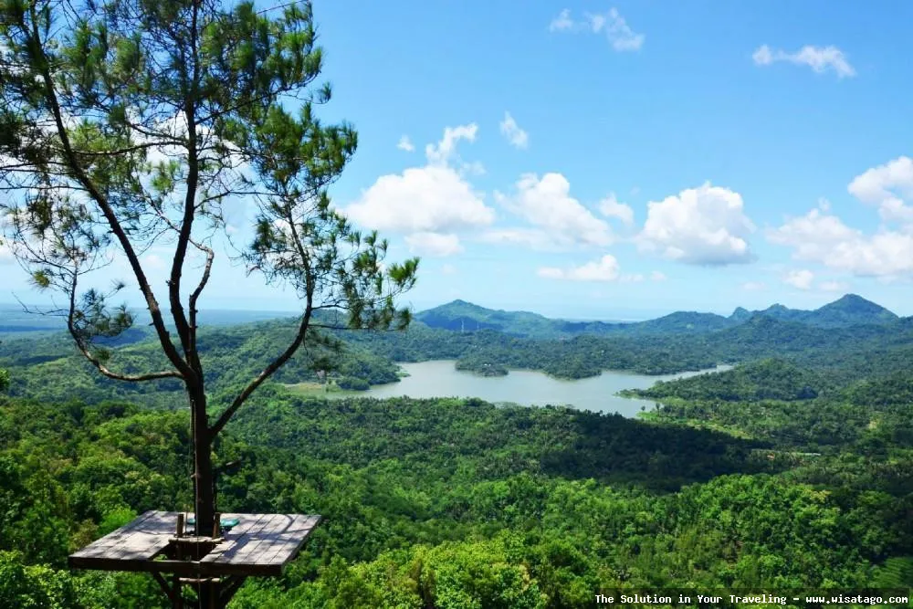 Puncak Becici, pemandangan hutan pinus.