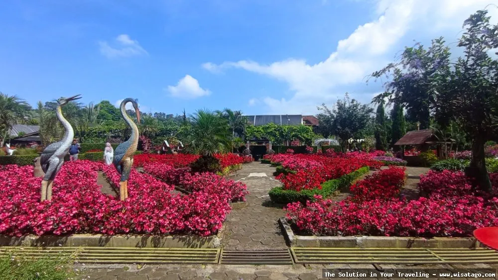 Taman Begonia, keindahan warna-warni memukau