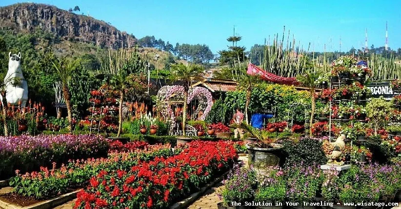 Taman Begonia, keindahan warna warni