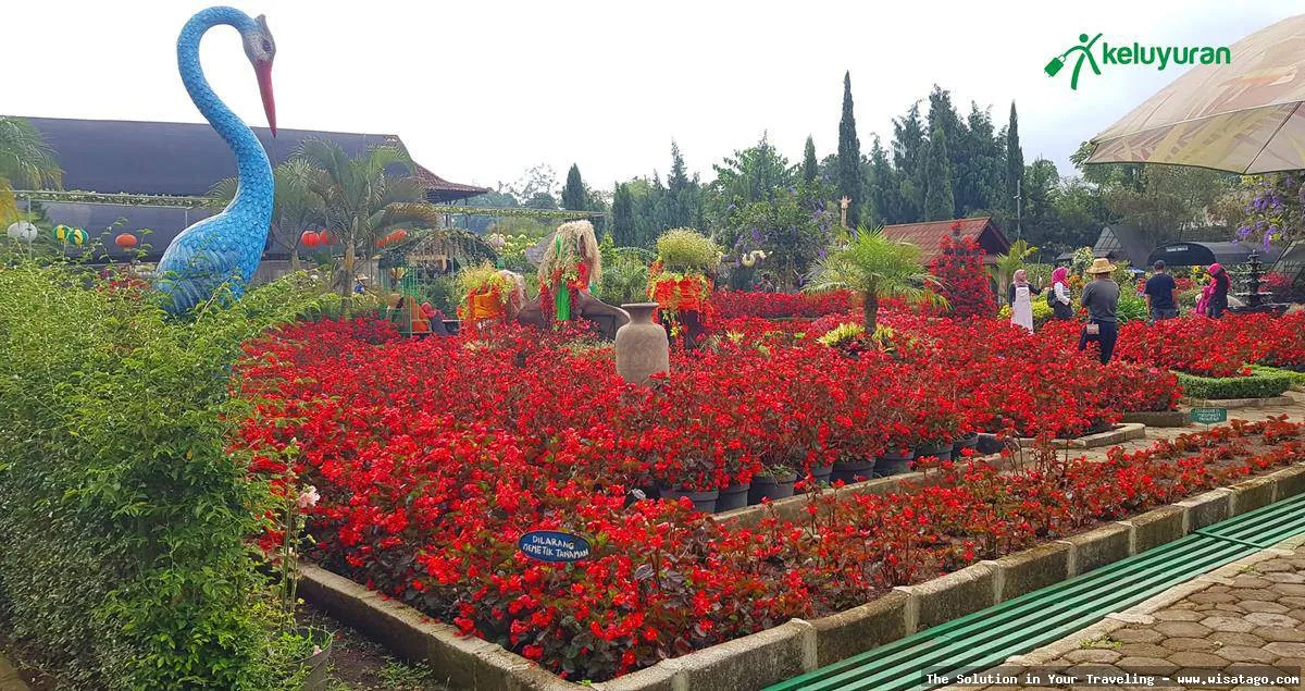 Taman Begonia, hamparan bunga berwarna-warni