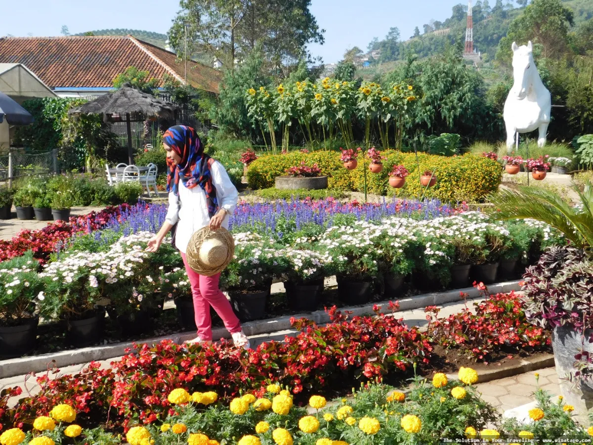 Taman Begonia, keindahan bunga mempesona