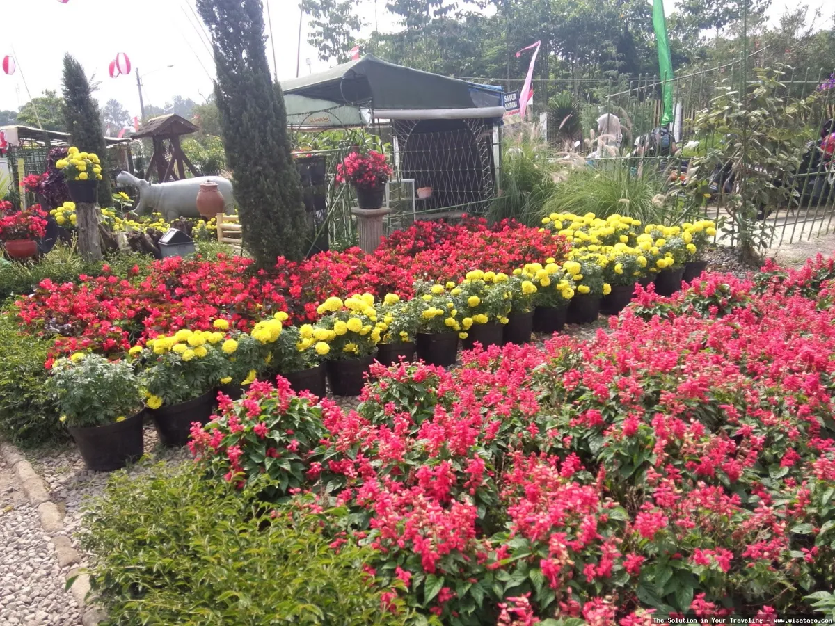 Taman Begonia, keindahan warna warni