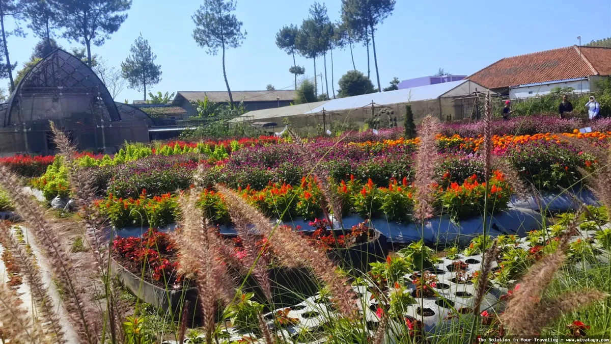 Taman Begonia, keindahan bunga memukau