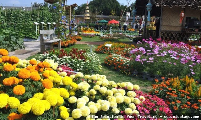 Taman Begonia, keindahan bunga memukau
