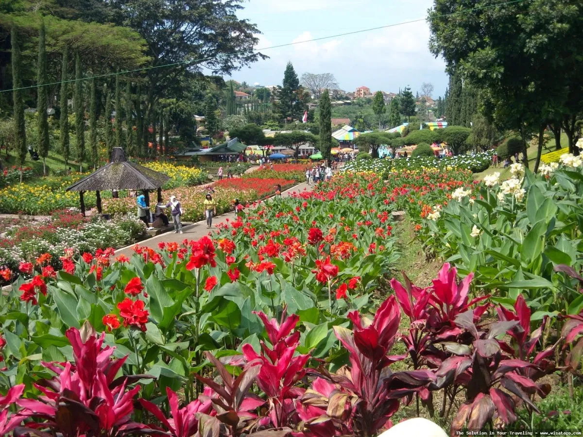Taman Begonia, hamparan bunga berwarna-warni