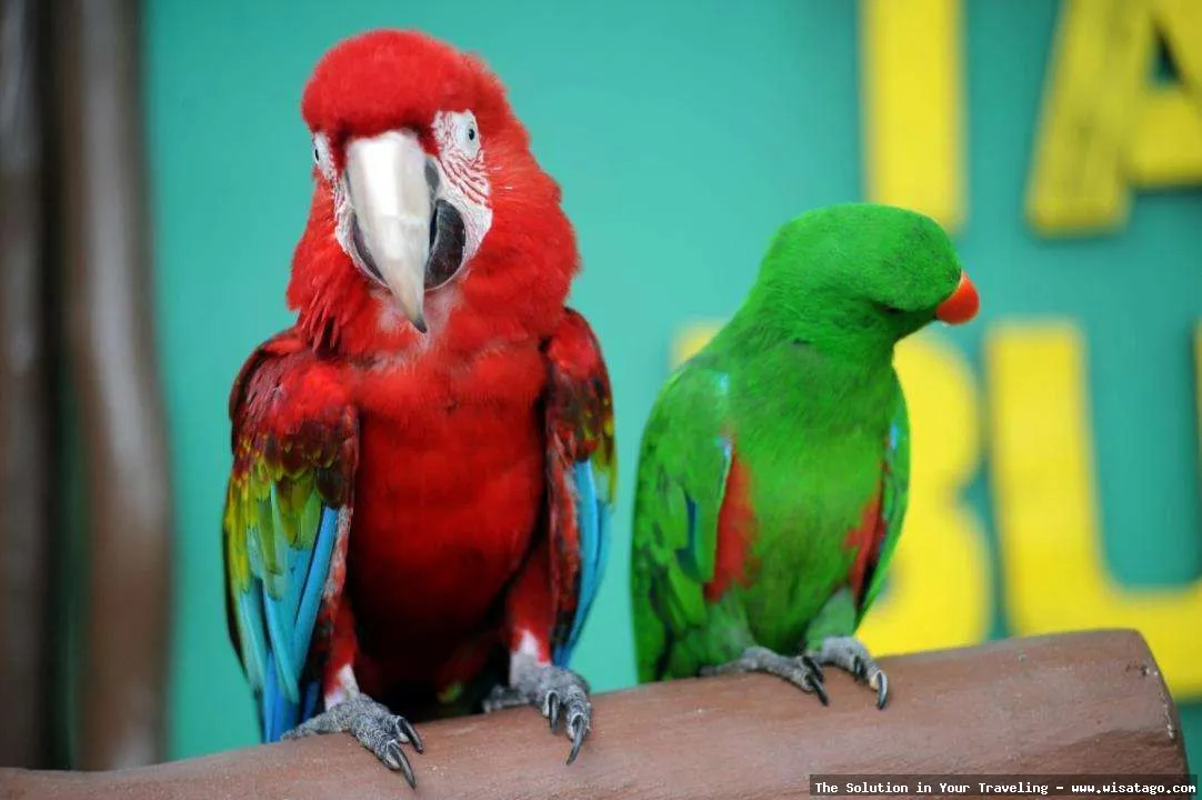 Taman Burung Sukamandi yang menawan.